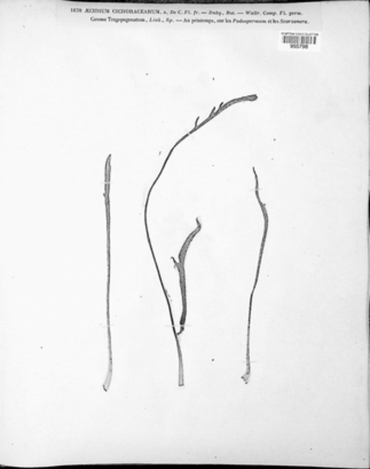 Puccinia hysterium image